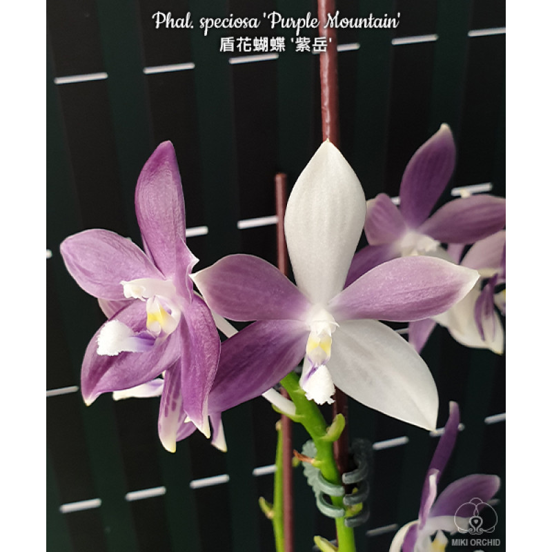 希少琥珀　アマトイシノミ属 Pedetontus BN-230 Орхидея Phal. Speciosa Purple Mountain - купить, доставка Украина